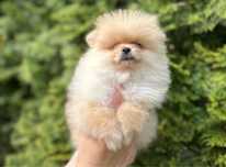 Szpic miniaturowy pomeranian FCI szczenięta malutka suczka