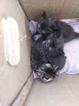 Koty do wydania adopcji