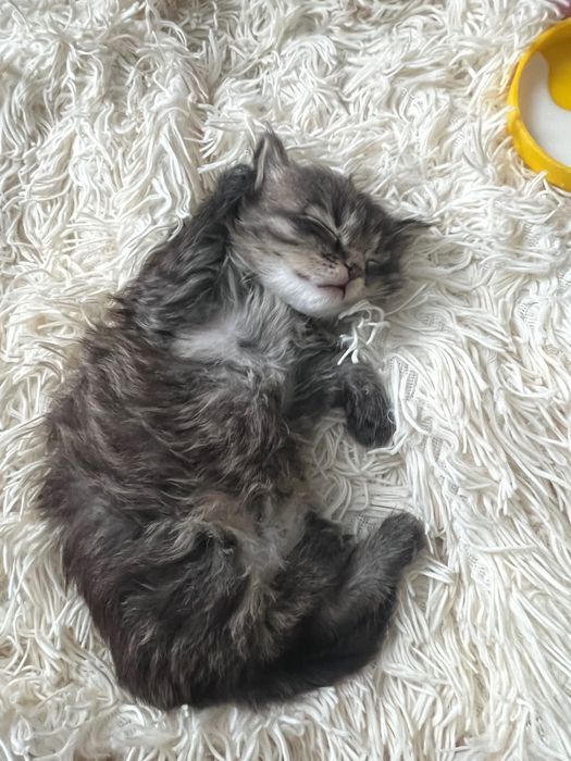Котики кошенята безкоштовно