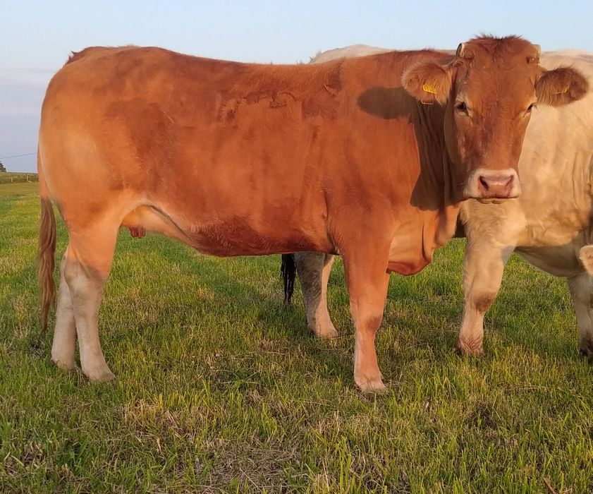 Jałówki LIMOUSIN   - Cielne