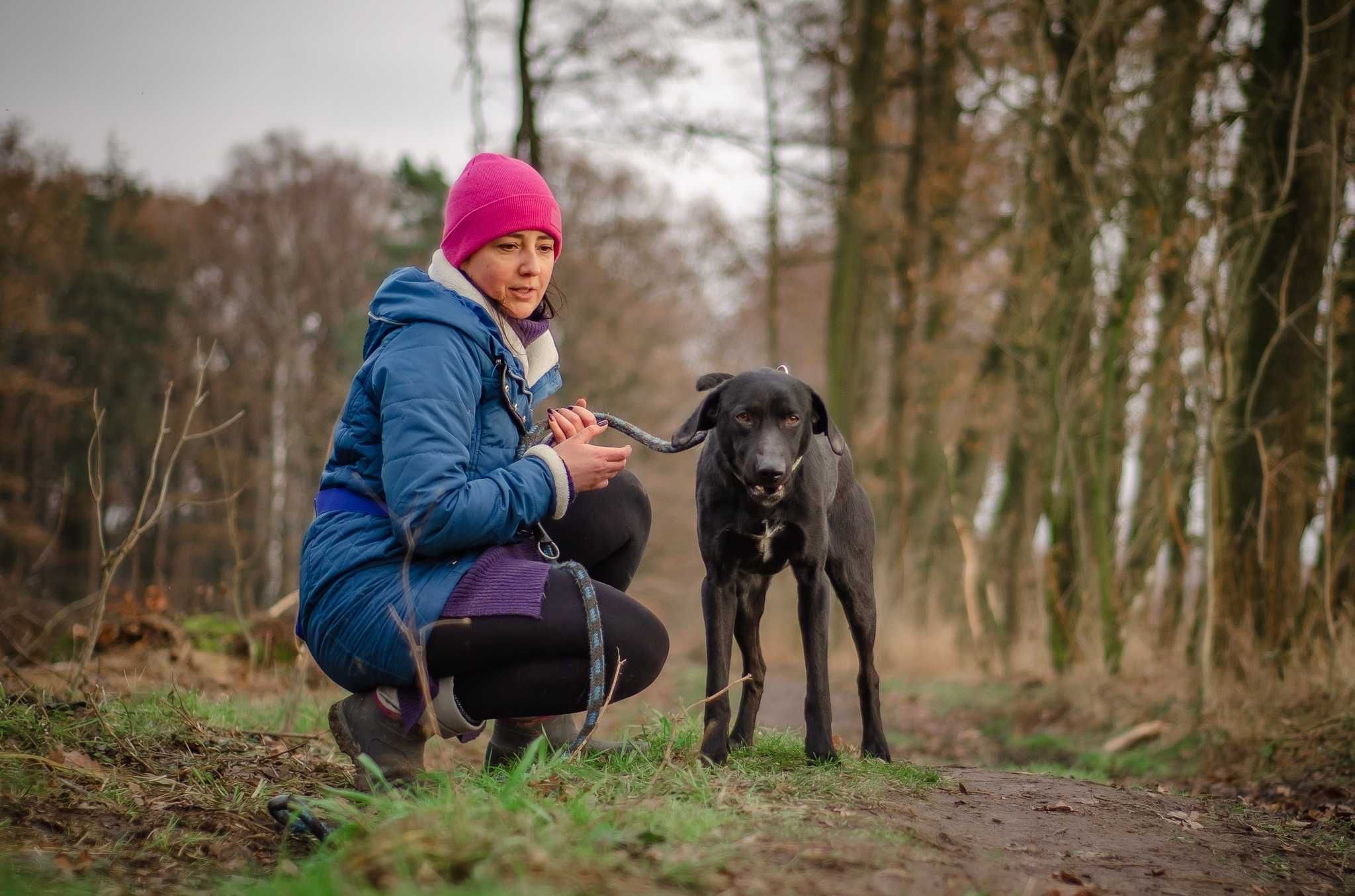 Magnat - cudny psiak jak fit labrador ADOPCJA