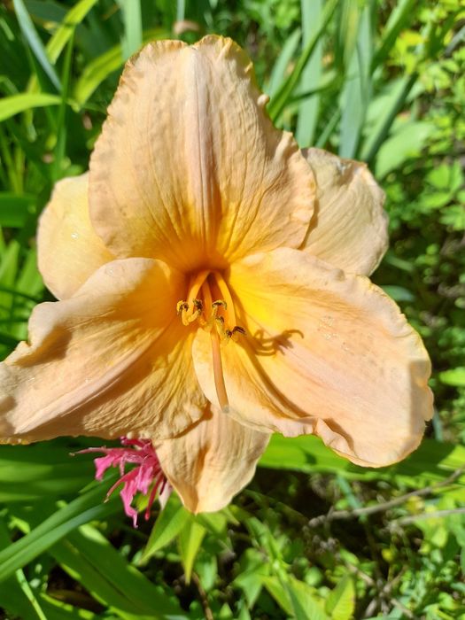 Продам садовые многолетние Лилейники, и другие растения