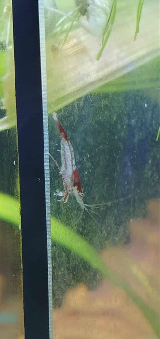 Neocaridinas Red Rili