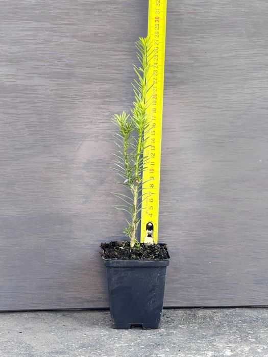 Taxus x media 'Hicksii' Тис середній  контейнер Р9 0,5 л