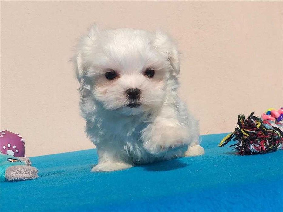 Bichon Maltês disponível