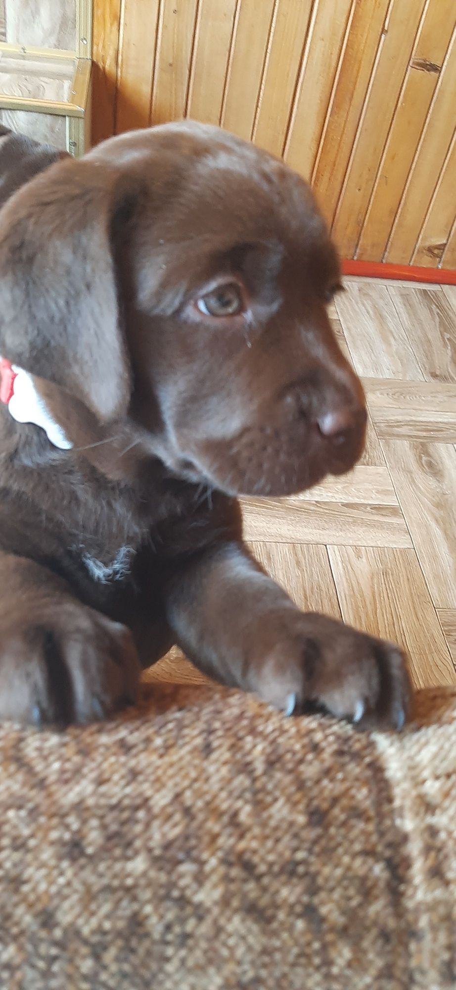 Labrador Retriever FCI