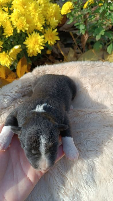 Цуценята Бордер колі