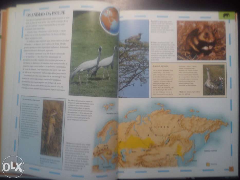 Atlas Juvenil dos Animais - David Lambert