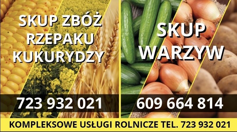 Skup zbóż rzepaku kukurydzy,warzywa,ziemniaki