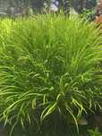 Blyxa japonica - piękna roślina akwariowa