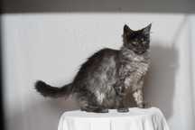 Koteczka czarna dymna Maine Coon FPL