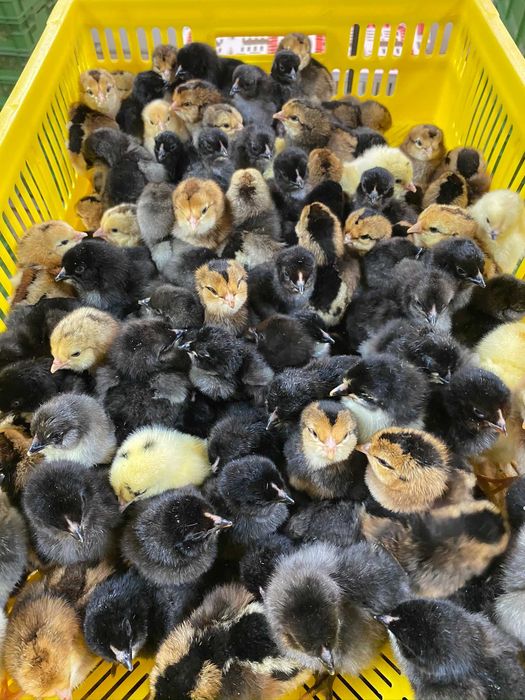 Kurczaki pisklęta nioski, brojlery, Leghorn, Greenshell, Sussex, Rosa