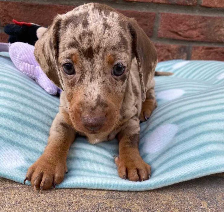 Teckel Miniatura Fêmea - Qualidade TOP