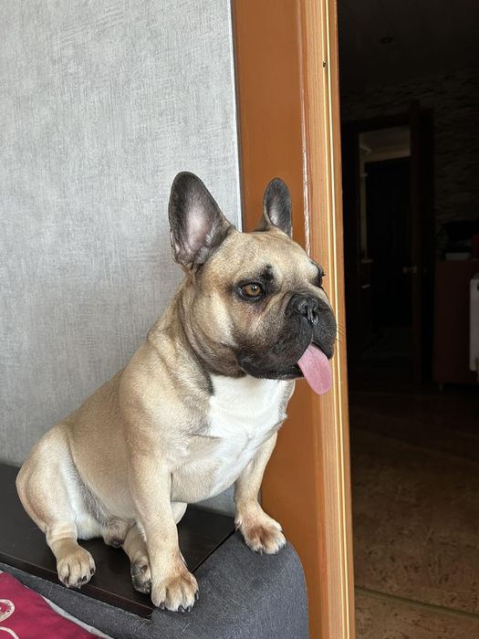 Вязка, Французький бульдог сумує за дівчинкою без обов'язків