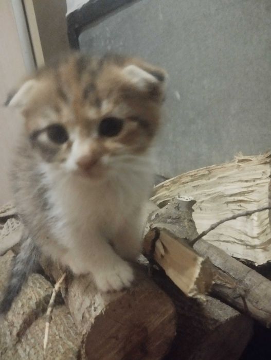 Киці шукають хозяйвів