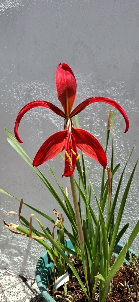 Flor-de-lis bolbo Planta rara