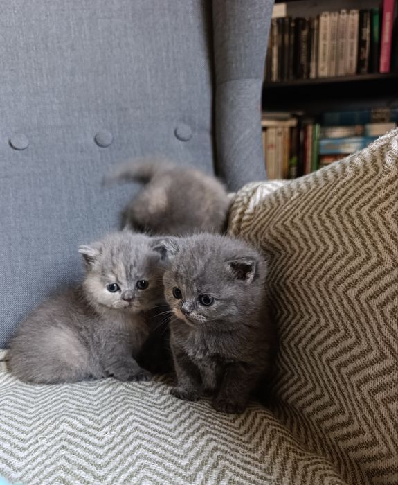 Kot brytyjski Rezerwacja Grudzień