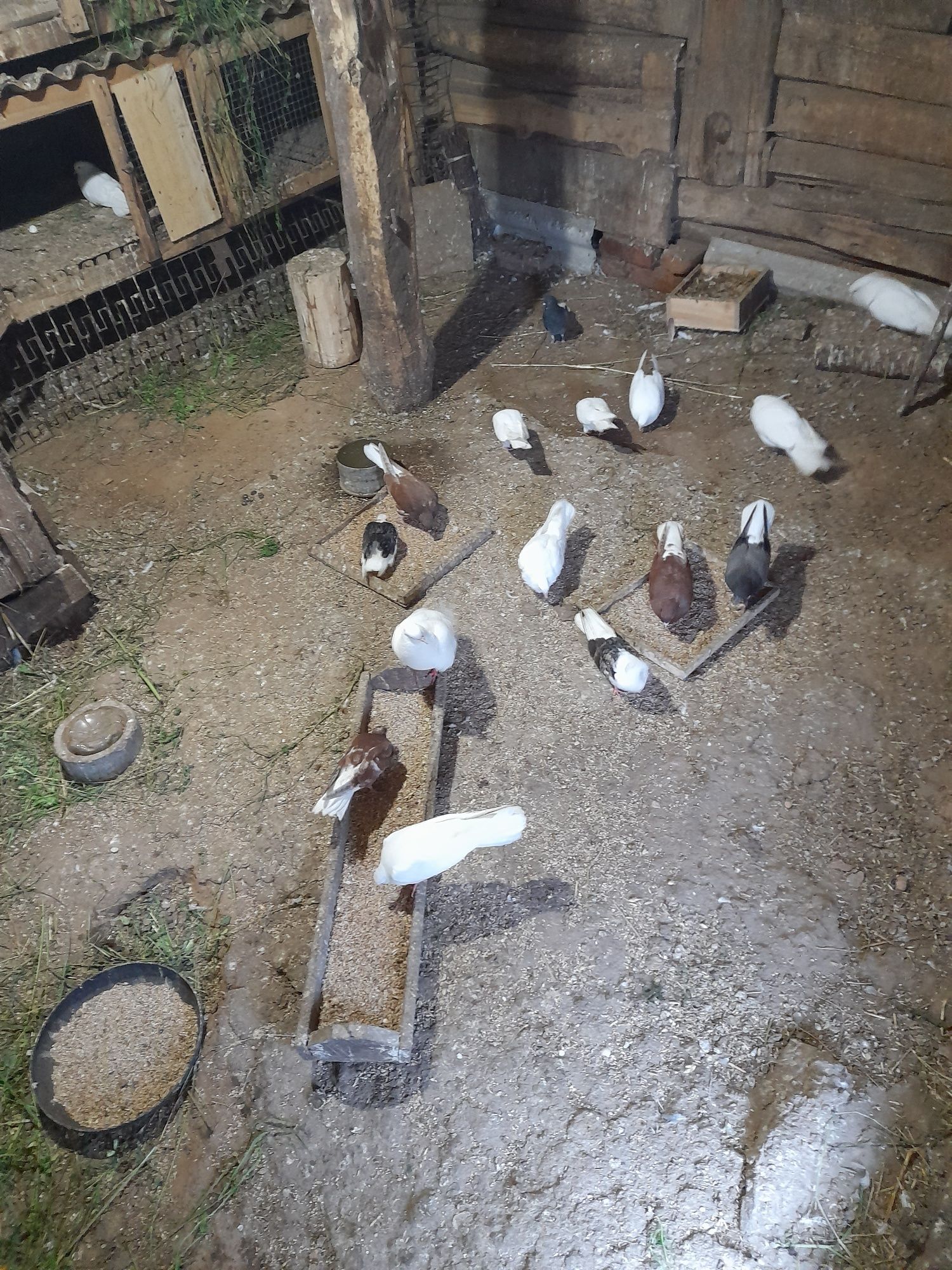 Продам голубів миколаївських хмарочосів