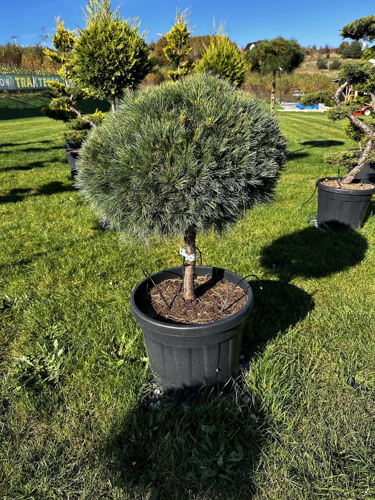Sosna wejmutka na pniu, pinus strobus minima