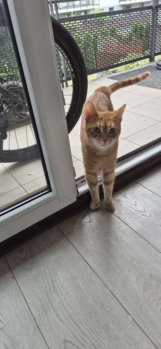 Oddam kotka w dobre ręce