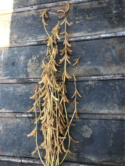 Соя Канзас (Kansas) (перша репродукція) рік врожаю 2023