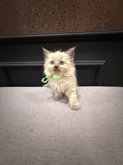 Ragdoll z metryką
