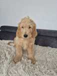 Goldendoodle f1 standard piesek