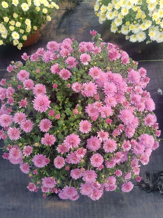 Chryzantemy drobnokwiatowe