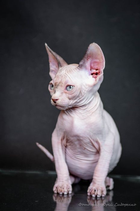 Эльф, сфинкс, канадский сфинкс, премиум бебифейс