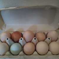 Wytłoczki z jajkami