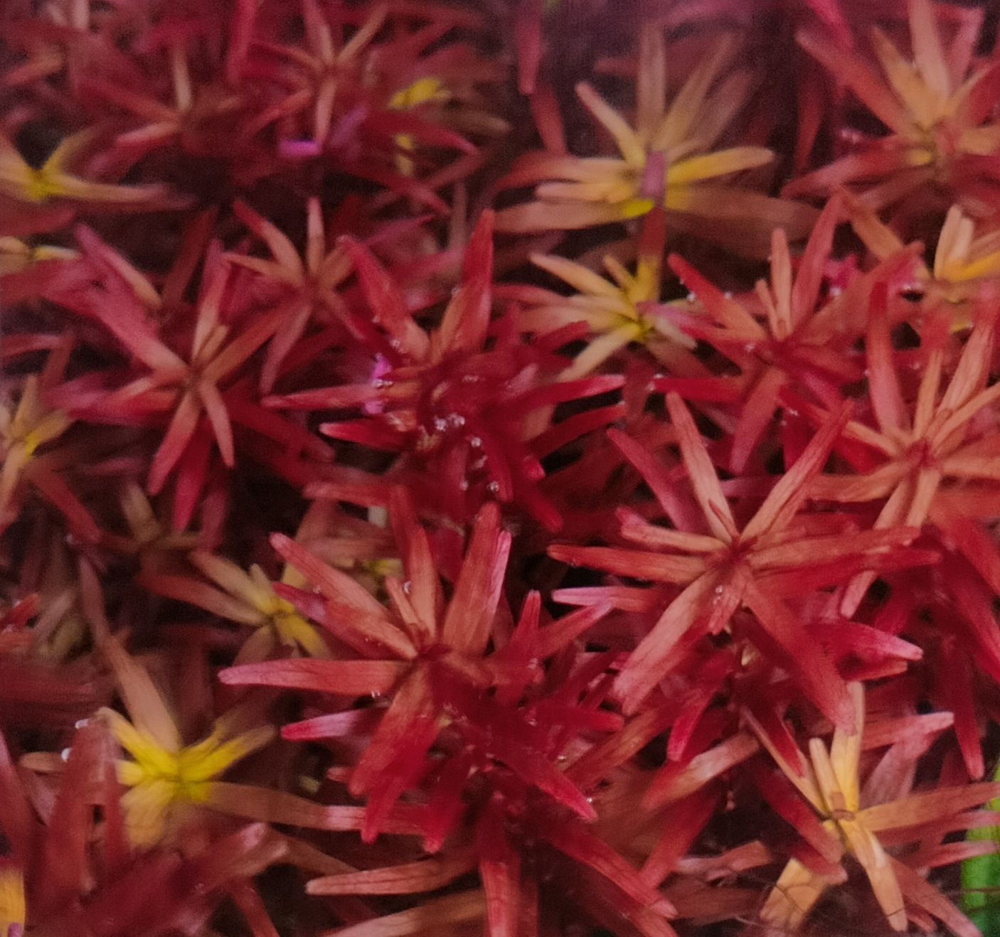 Rotala rotundifolia blood Red SG variant