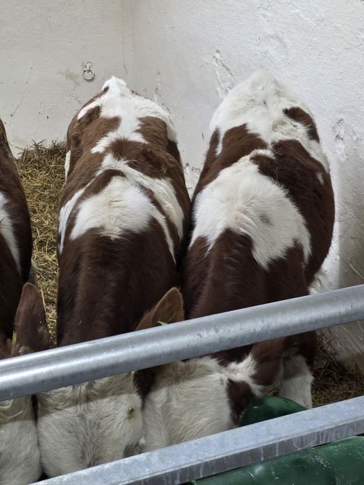 Byczki 8 sztuk simentale 120 kg