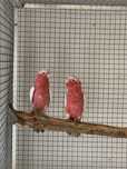 1-1 Cacatua Galah Branco Recessivo.