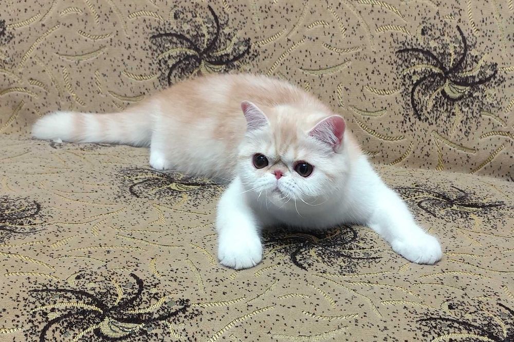 Сладкий экзотик Зефир