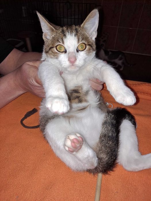 Drobniutka 2 kg koteczka do adopcji