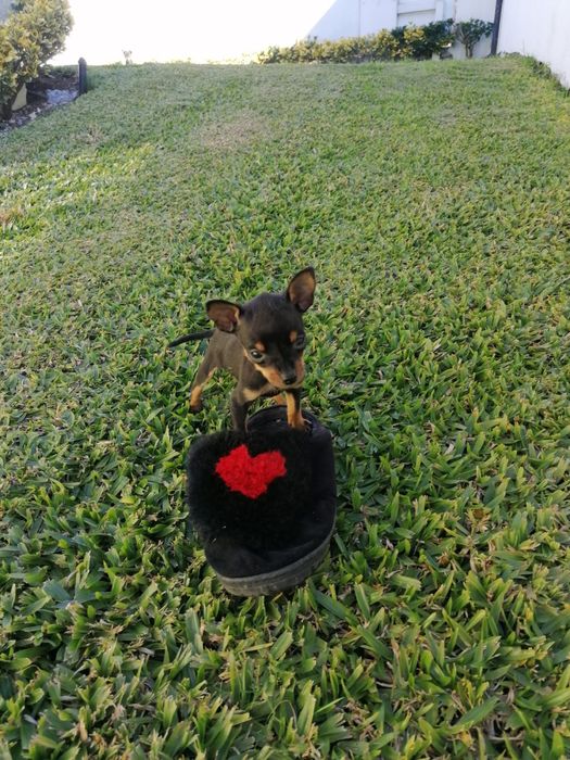 Pinscher Miniatura