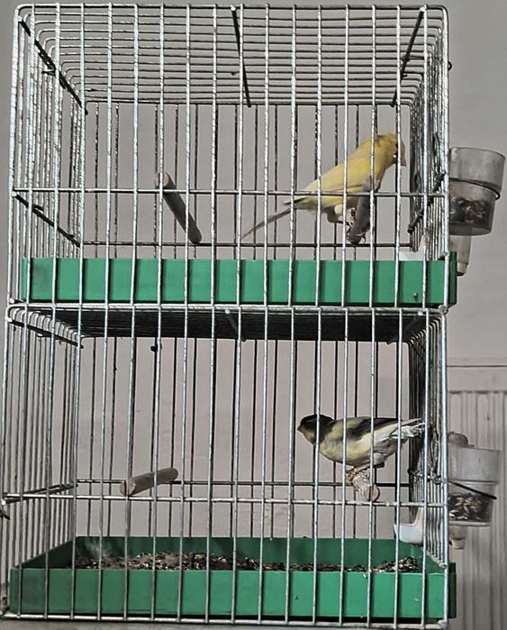 Sprzedam kanarki wodnotokowe i harceńskie