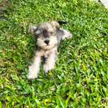 Schnauzer miniatura macho