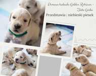 Golden retriever, biszkoptowy piesek z domowej hodowli.