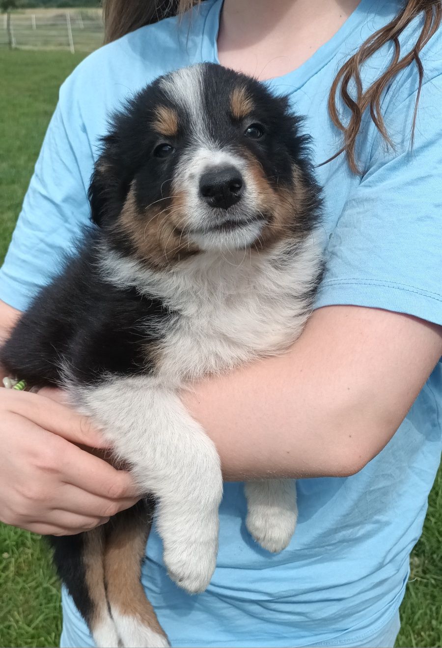 Border Collie suczka