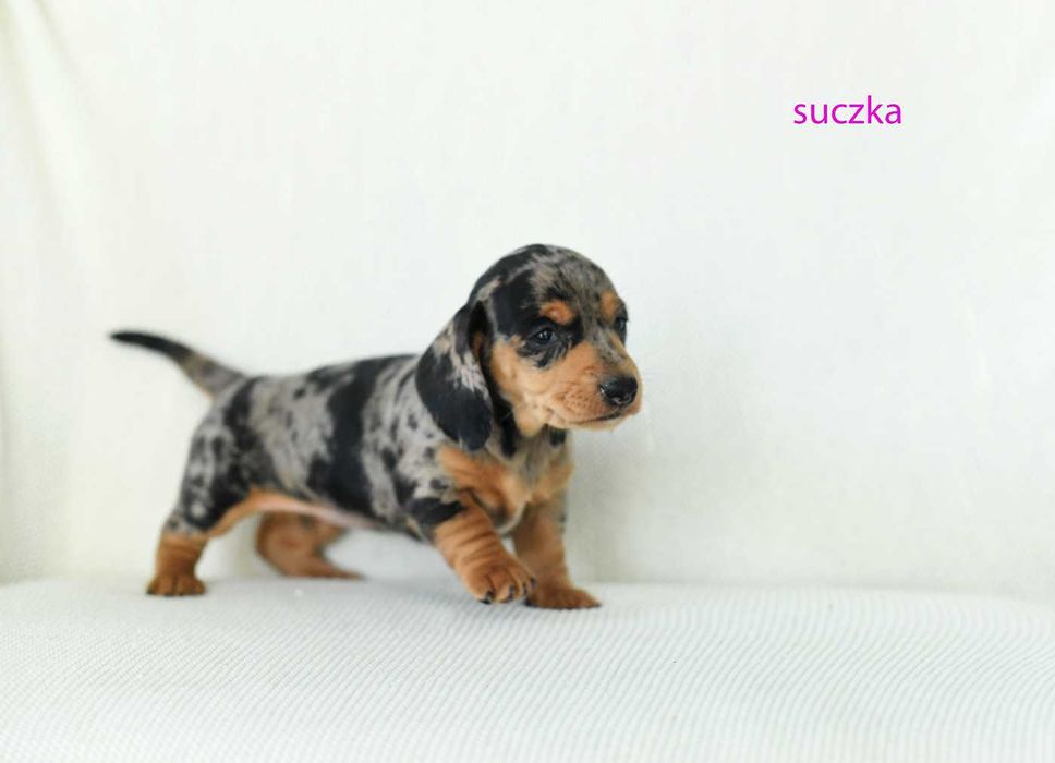 jamnik miniaturowy-rozne kolory