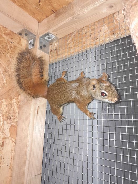 Sprzedam wiewiórkę hudsona dorosła