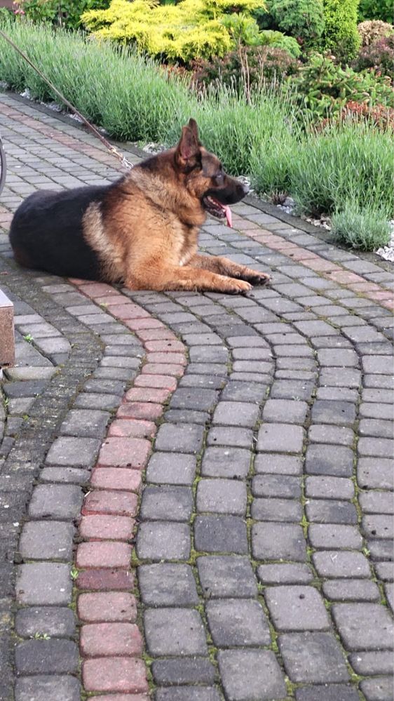 Owczarek niemiecki piesek szczeniak dlugowlosy