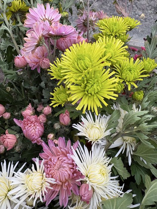 Хризантеми різні сортові