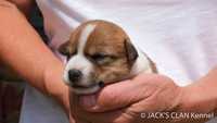 Gładkowłosa suczka Jack Russell Terrier ZKwP (FCI)