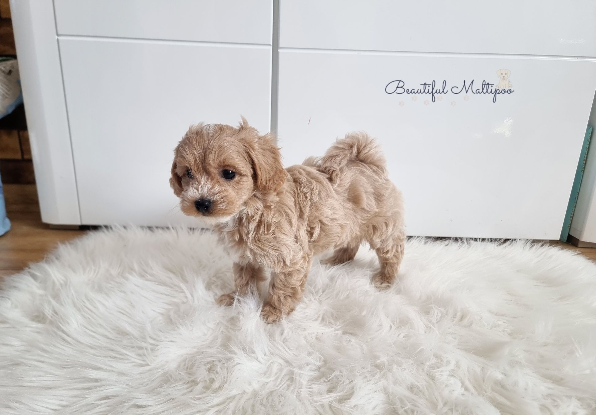 Śliczne pieski Maltipoo F1