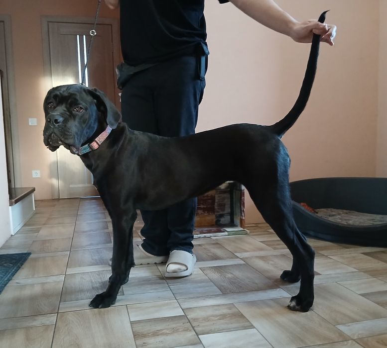 Кане-корсо 7 месяцев, КСУ, девочка