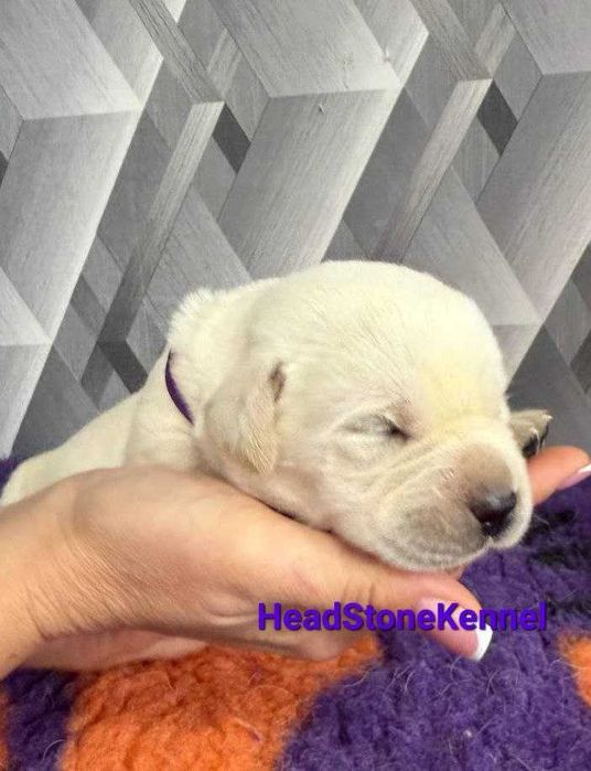 Щенки Лабрадора ретривера