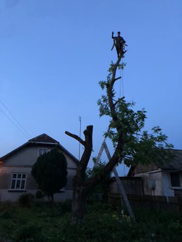 Зрізання дерев, розчистка ділянок, косіння трави, чистка посадок