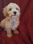 Maltipoo piesek mama maltańczyk tata pudel toy red